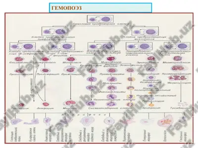 gemopoez — PPT