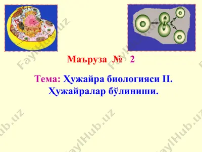 hujayra biologiyasi ii. hujayralar bo'linishi — PPT