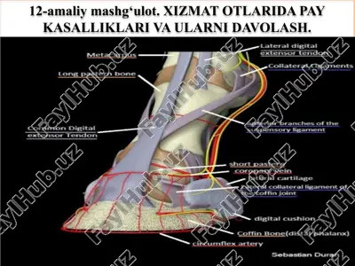 otlarni diagnos qilish usullari — PPTX