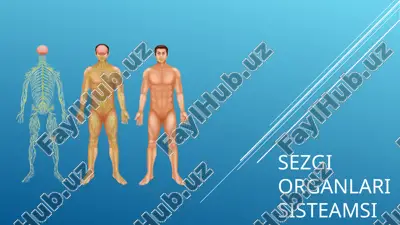 sezgi organlarisining tuzilishi — PPTX