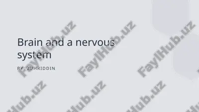 brain and nervous sytsem — PPTX