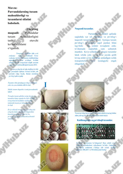 tuxum mahsuldorligi va sifati — DOCX