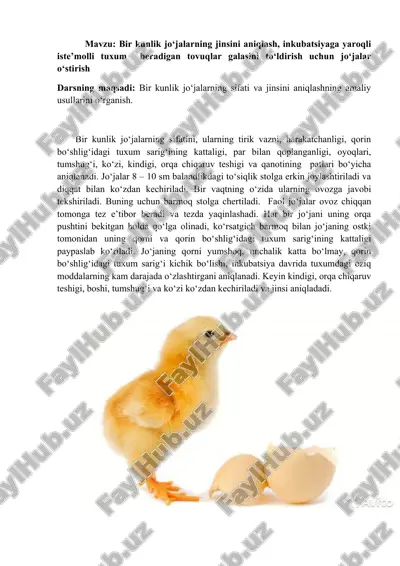 jo‘jalar haqida praktika — DOCX