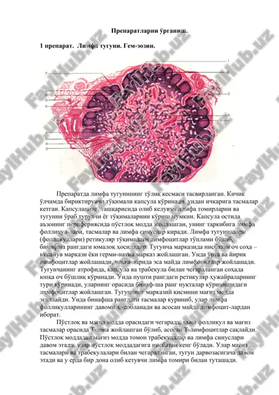preparatlarni o'rganish — DOCX