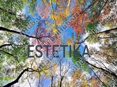 estetika — PPTX