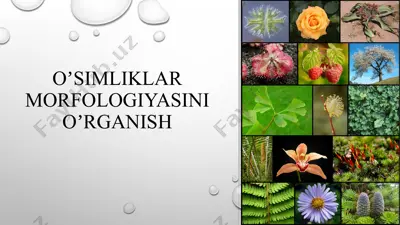 oʼsimliklar morfologiyasini oʼrganish — PPTX