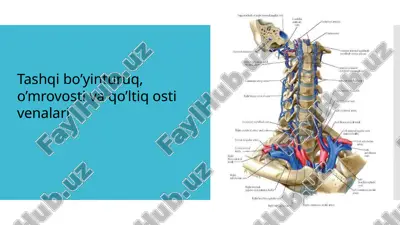 vena tashqi bo'yinturuq va qo'ltiqosti — PPTX