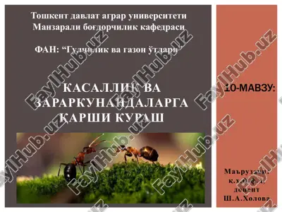 maysazorlarning zararkunanda va kasalliklarini bilamizmi????? — PDF