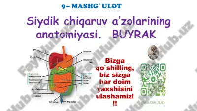 siydik chiqaruv a’zolarining anatomiyasi — PDF