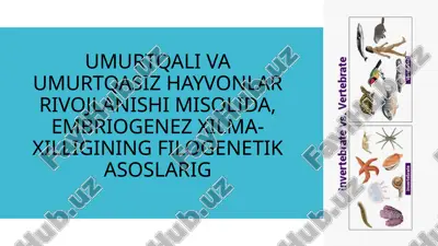 umurtqali va umurtqasiz hayvonlar rivojlanishi misolida, embriogenez xilma-xilligining filogenetik asoslari — PPTX