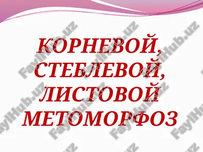 kornevoy, steblevoy, listovoy metomorfoz — PPTX
