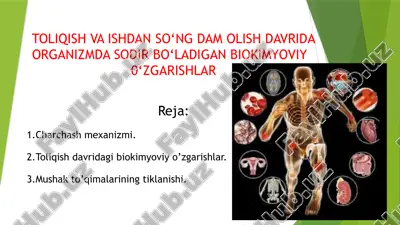 toliqish va ishdan so‘ng dam olish davrida organizmda sodir bo‘ladigan biokimyoviy o‘zgarishlar — PPTX