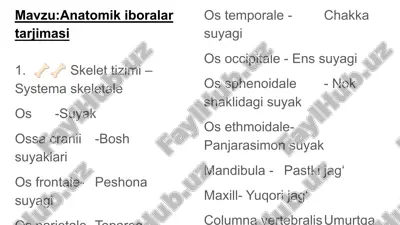 anatomik iboralar tarjimasi — PPTX