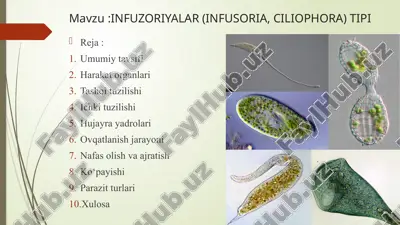 infuzoriyalar (infusoria, ciliophora) tipi — PPTX