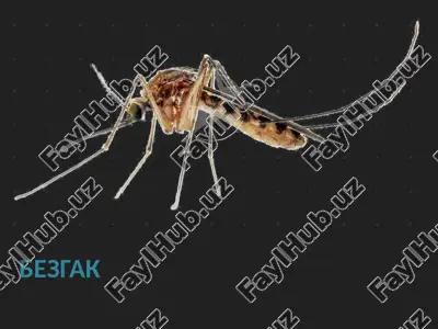 bezgak — PPTX