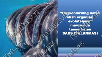 "hayvonlarning nafas olish organlari evolutsiyasi" dars ishlansi — PPTX