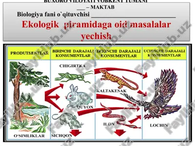 ekologik piramidaga oid masalalar yechish — PPTX