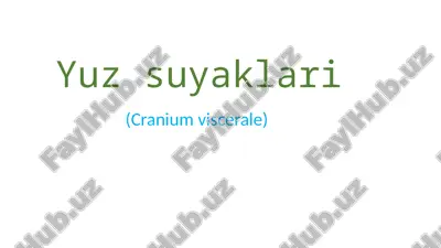 yuz suyaklari (cranium viscerale) — PPTX