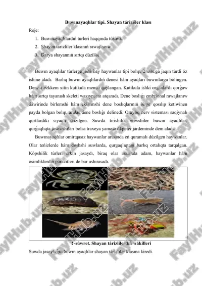 buwınayaqlılar tipi — DOCX