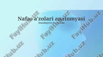 nafas a'zolari anatomyasi — PPTX