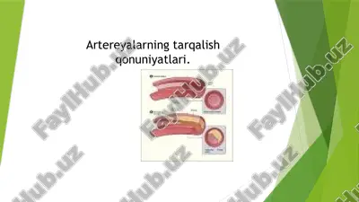 artereyalarning tarqalish qonuniyatlari — PPTX