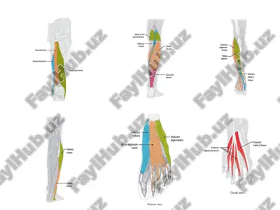 abductor hallucis — PPTX