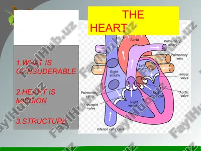 heart diagram — PPTX