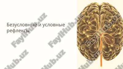 безусловные и условные рефлексы — PPTX