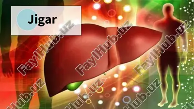 jigar haqida umumiy tushincha — PPTX
