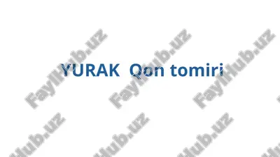 yurak qon tomirlari — PPTX