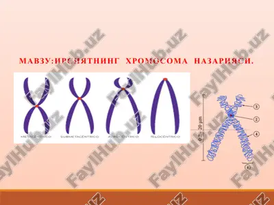 irsiyatning xromosoma nazariyasi — PPTX
