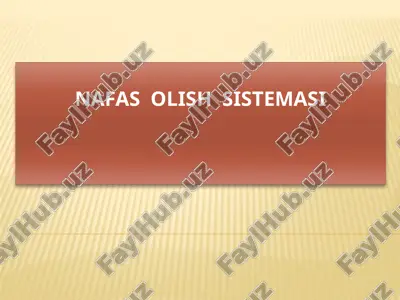 nafas olish sistemasi — ZIP