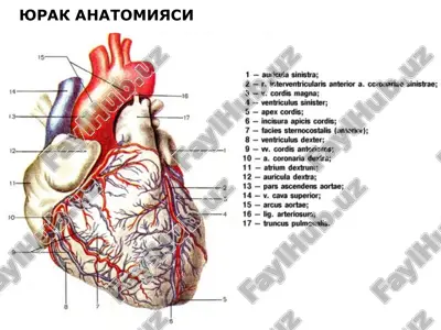 юрак анатомияси — ZIP