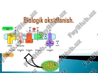 biologik  oksidlanish — PPT