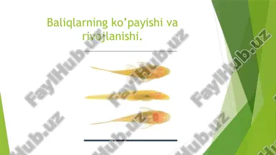baliqlar — PPTX