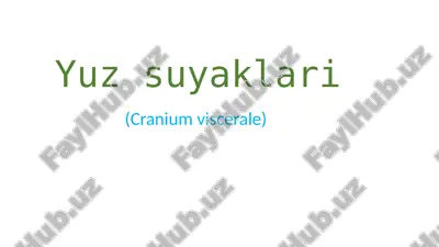 yuz suyaklari (cranium viscerale) — PPTX
