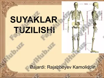 suyaklar tuzilishi — ZIP