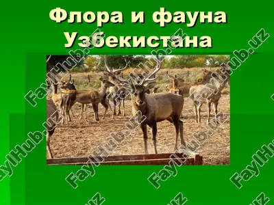 флора и фауна узбекистана — ZIP
