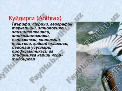 kuydirgi (anthrax) — PDF
