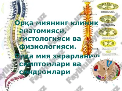 orqa miya — PPT