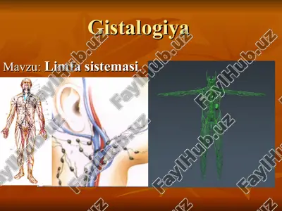 limfa sistemasi — ZIP