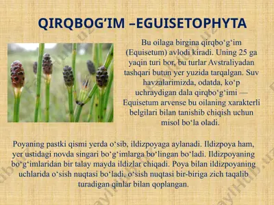 qirqbogim –eguisetophyta — PPTX