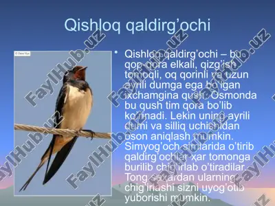 qishloq qaldirg’ochi — ZIP