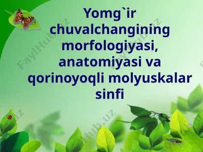 yomg`ir chuvalchangining morfologiyasi, anatomiyasi va qorinoyoqli molyuskalar sinfi — ZIP