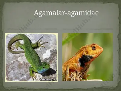 agamalar-agamidae — ZIP