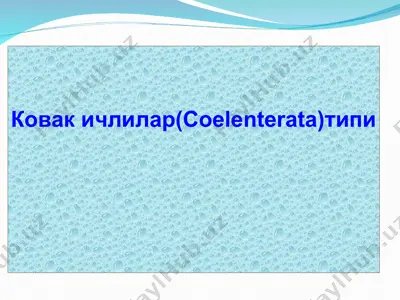 ковак ичлилар (coelenterata) типи — ZIP