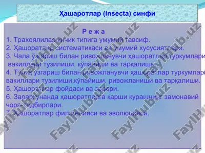 ҳашаротлар (insecta) синфи — ZIP