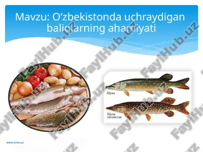 o’zbekistonda uchraydigan baliqlarning ahamiyati — ZIP
