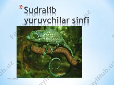 sudralib yuruvchilar sinfi — ZIP