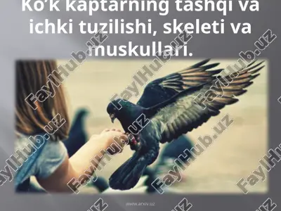 ko’k kaptarning tashqi va ichki tuzilishi, skeleti va muskullari — ZIP